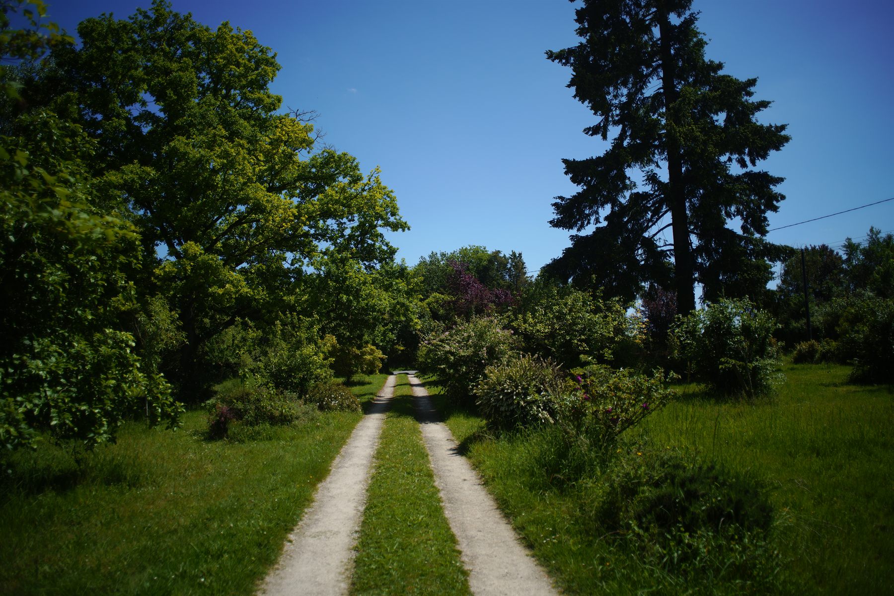 Allée arborée dans le parc des Grands Aulnes