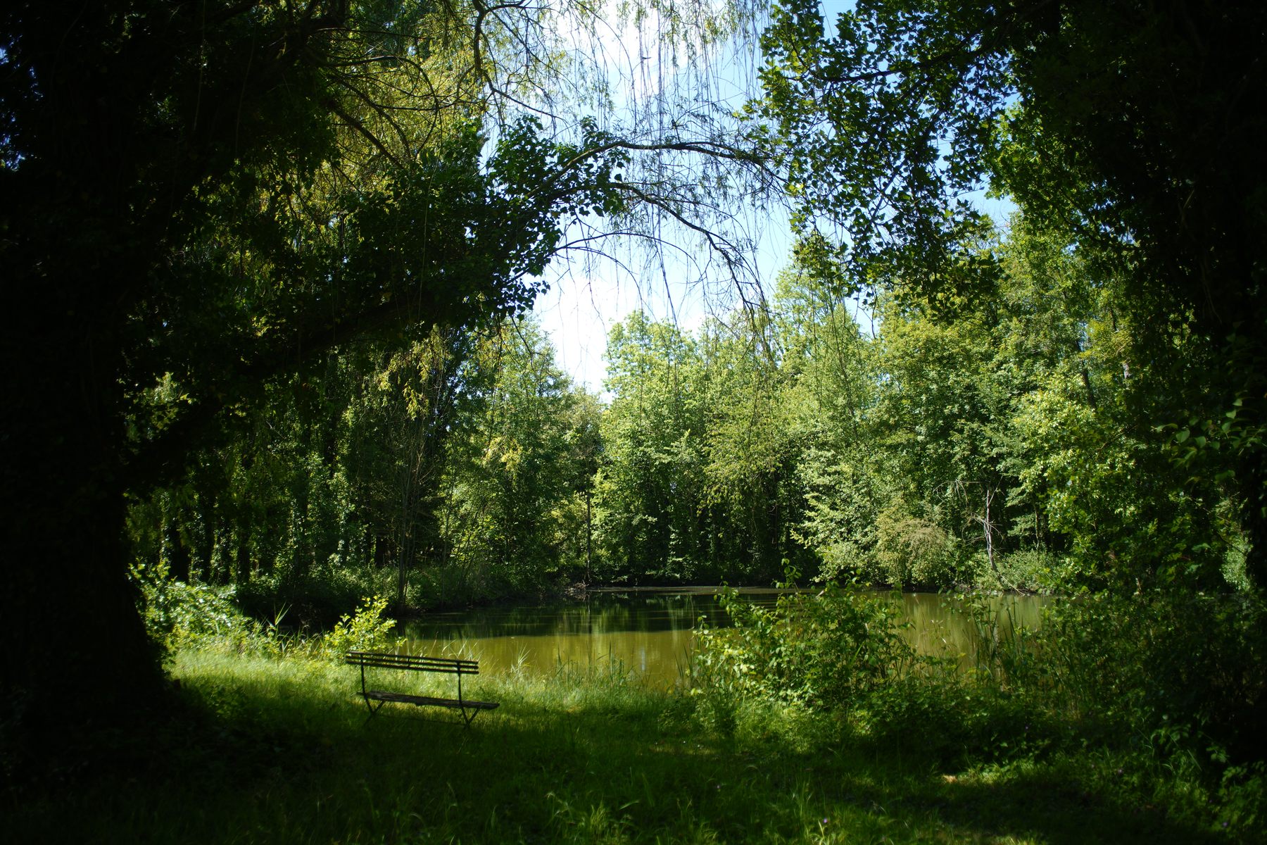 Banc au bord de l'étang dans le jardin arboré des Grands Aulnes