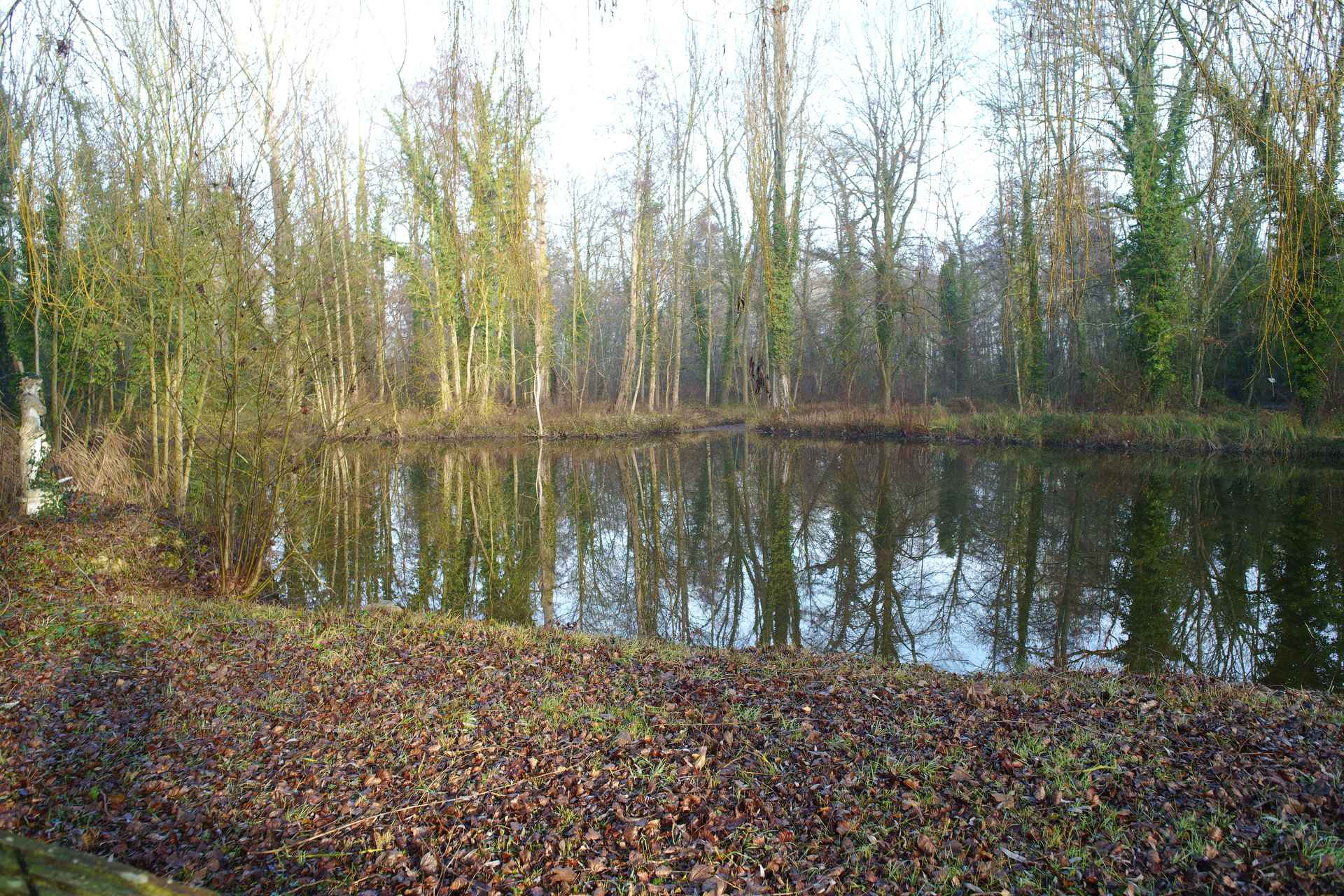 Reflets d'arbres sur l'étang des Grands Aulnes en hiver